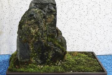 2015年北部纽约盆景雅石展览