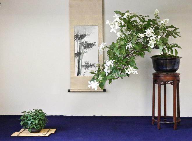 日本盆栽塑造成一个级联式盆景的绣球后