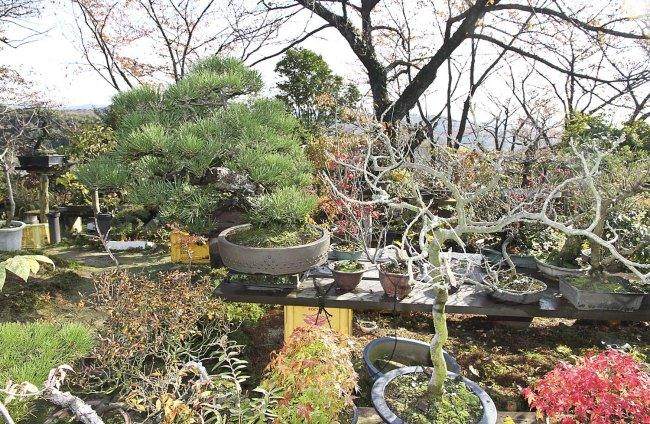 铃木诚一的儿子铃木利明继续使用盆景花园