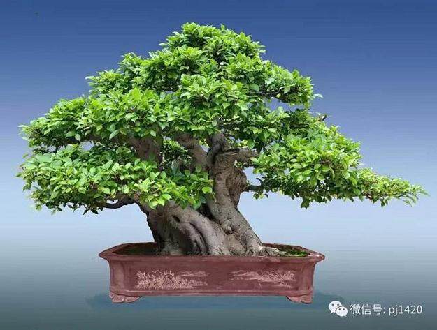 晋江盆景艺术家 - 陈文图 30年的艺术之作
