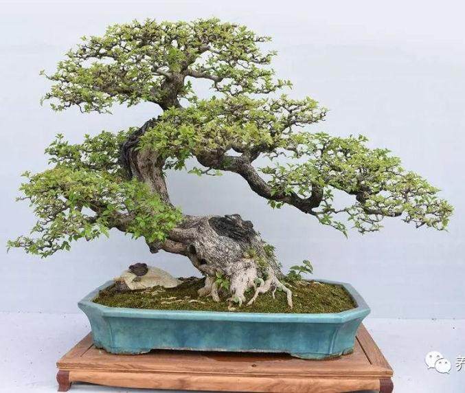 盆景是日本人在小容器中种植微型树木的做法