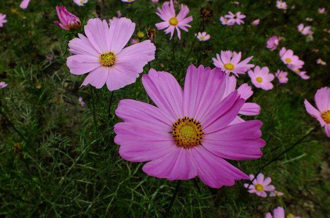 5月 青州花卉销售量上涨 整体好于去年