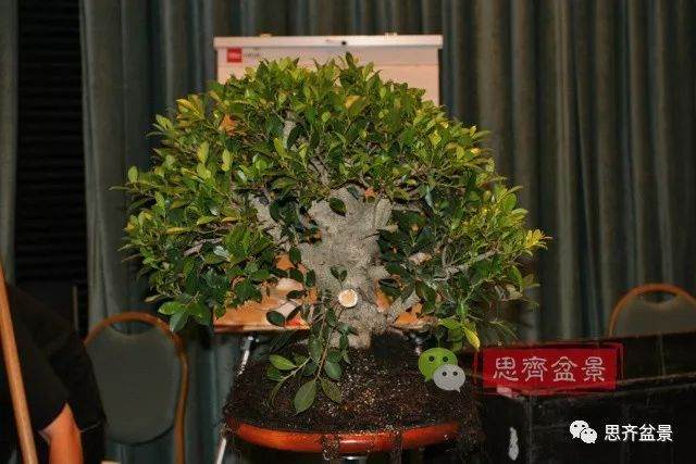台湾盆景大师郑诚恭制作的一棵榕树