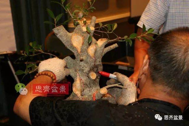 台湾盆景大师郑诚恭制作的一棵榕树
