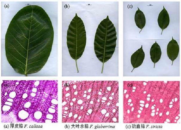研究揭示榕树盆景枝条 叶片异速生长模式
