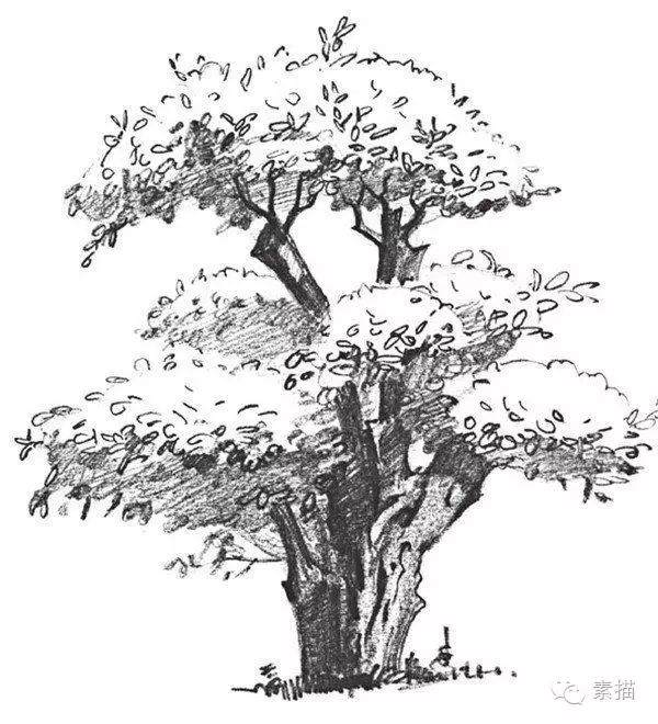 素描一棵榕树盆景的绘画技法