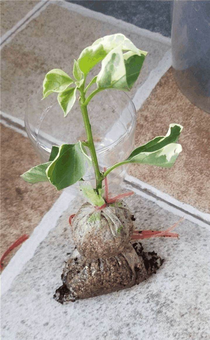 怎么三角梅盆栽明明生了根 结果一上盆就全挂了？