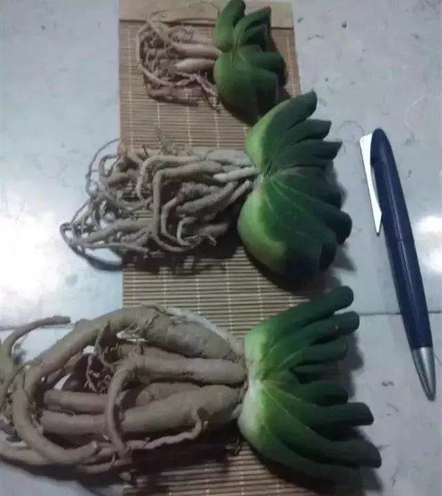 萝卜根多肉植物 要这么上盆