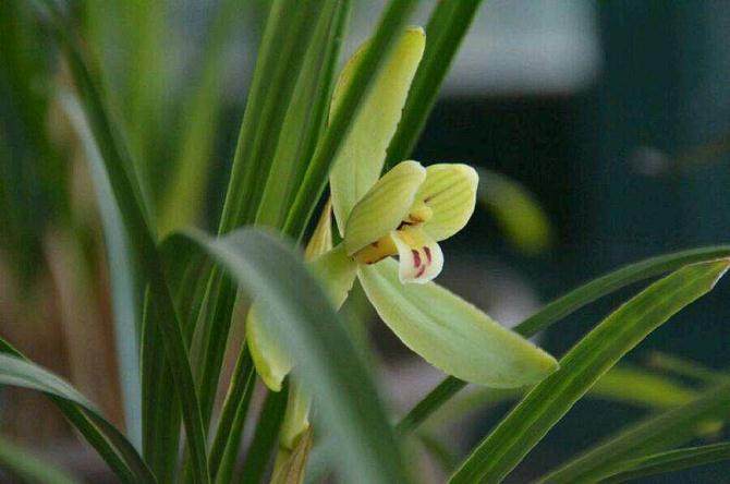 兰花的传统土植料类种法