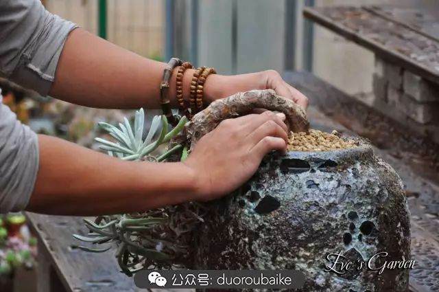 图解 仙女杯多肉植物的上盆过程