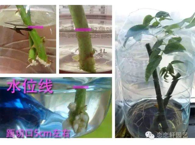 图解 水插月季盆栽的催根及上盆技巧 图片