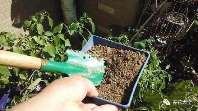 花卉土壤的消毒方法 图片