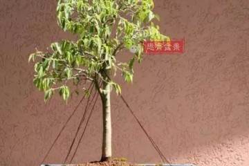 图解 用筷子苗培养的大树型盆景