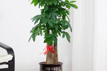 室内怎么盆栽发财树的6个方法 盆栽 Penjing8 盆景吧