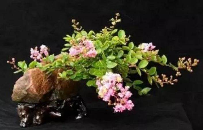 紫薇盆景的养护及制作方法