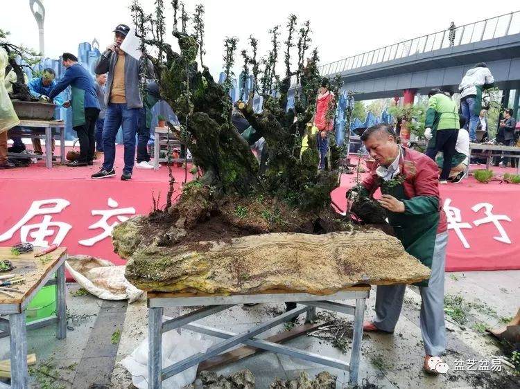 图解 刘传刚表演雨林式盆景的全过程