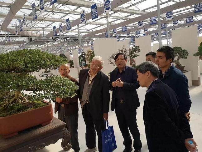六个一助推崇明黄杨盆景产业发展