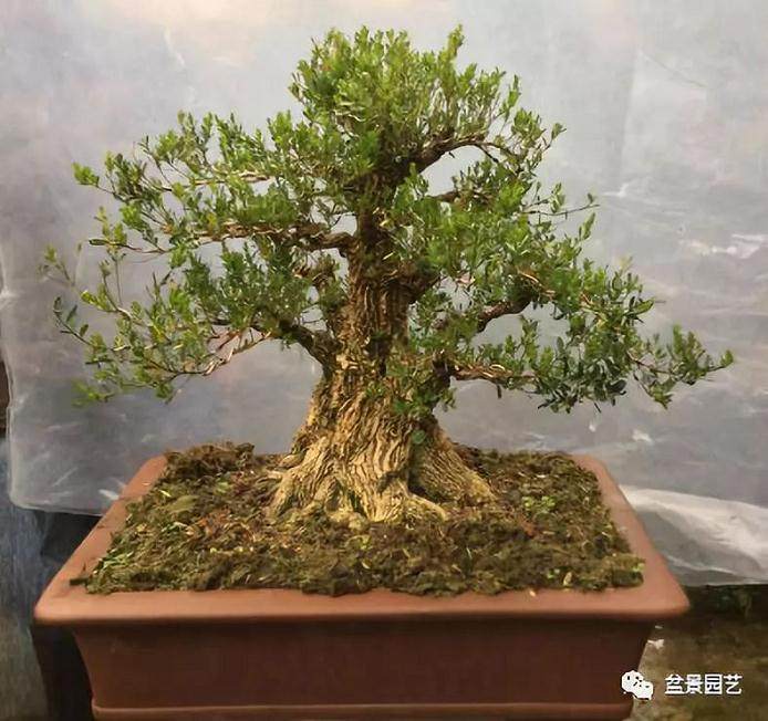 30余年的余师傅教你 如何养护黄杨树桩盆景？