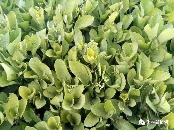 如何预防黄杨盆景的白螨病虫害？