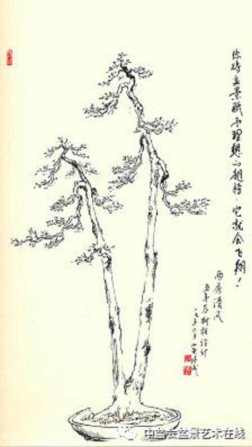 图解 黄杨双干文人树盆景的制作 10幅
