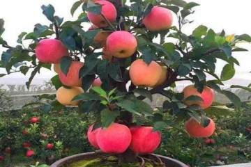 如何矮化苹果树老桩盆景 让它挂果30个以上