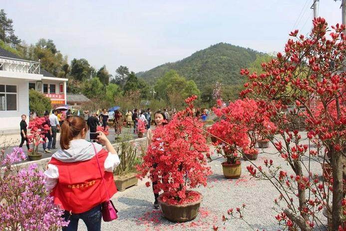 姚村乡筹备举办第二届映山红盆景赏花节！