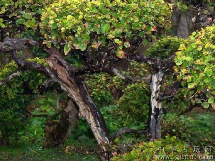 雀梅盆景在秋季能换盆吗？