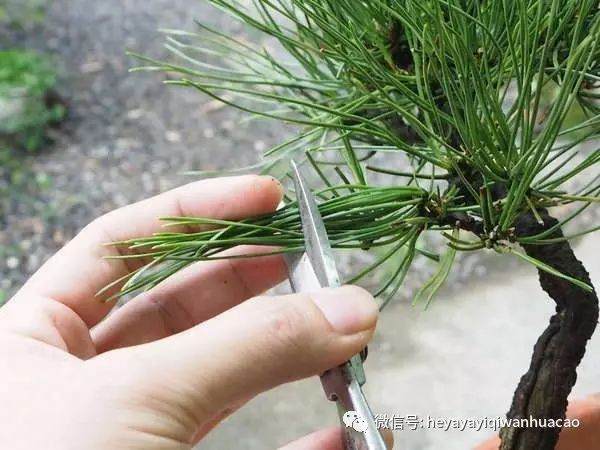 图解 为什么修剪黑松盆景针叶子 不能直接剪短？