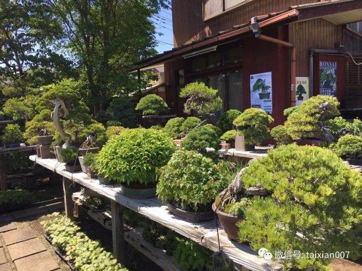 图解 日本黑松盆景怎么短针的方法