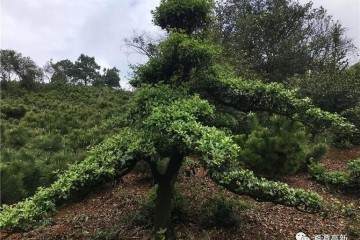 黑松可作盆景 绿化树 大型景观树 应用非常广泛