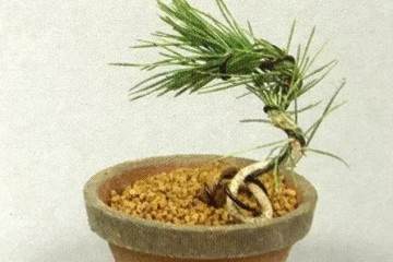 图解 如何将松果制作成黑松盆景