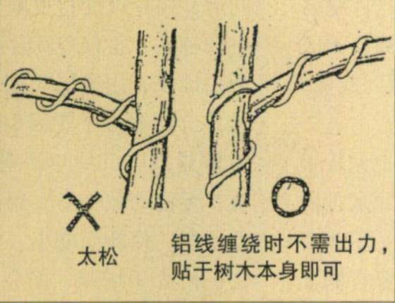 图解 台湾大师演示黑松盆景的造型过程