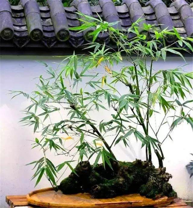 竹子园艺艺术及盆景的栽培管理
