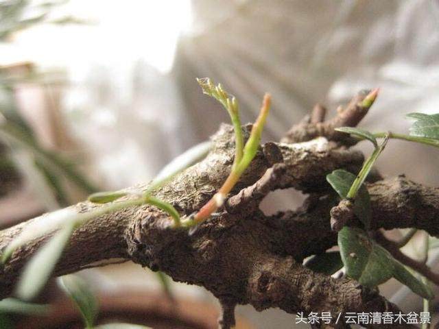 清香木下山桩的栽培季节为 11月中旬到5月下旬