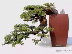 怎么提高榔榆下山桩成活率 用这4个方法