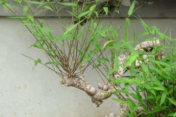 竹子清新雅致 竹根盆景如何制作？