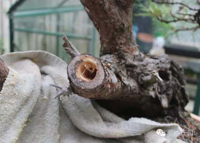 图解 赤松下山桩制作成舍利干盆景的全过程