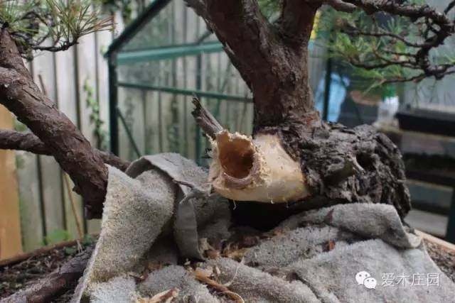 图解 赤松下山桩制作成舍利干盆景的全过程