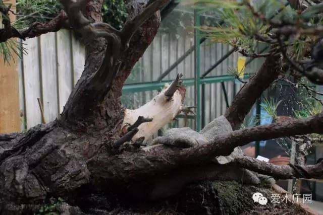 图解 赤松下山桩制作成舍利干盆景的全过程