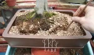 图解 枫树盆景的翻盆换土的处理技巧