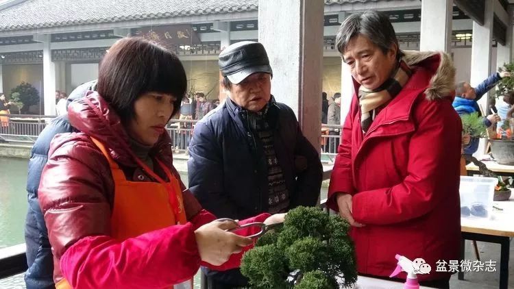 上海盆景赏石协会理事 胡林波