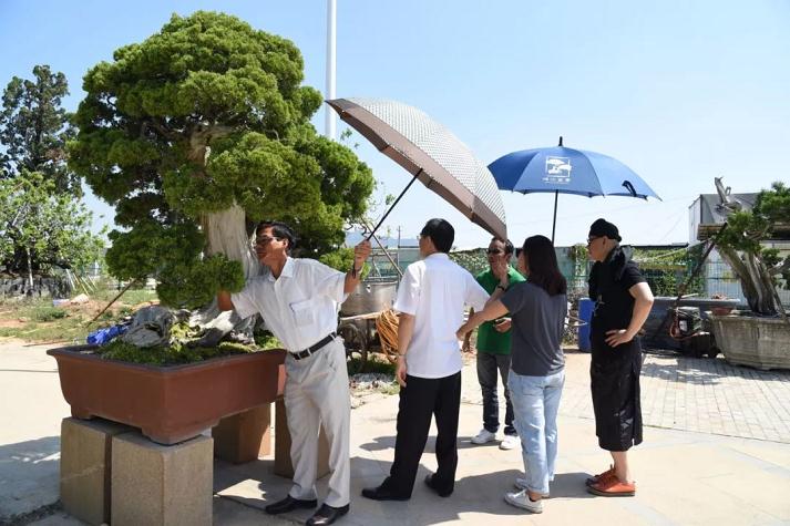 越南新闻网大篇幅报道鸿江盆景园