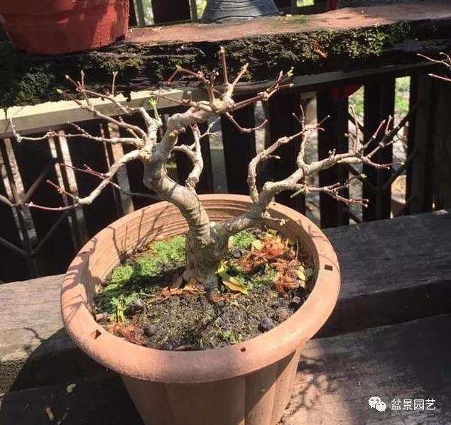 不同季节的盆景浇水注意点