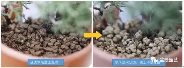 盆景浇水的选择 自来水 还是无根水？