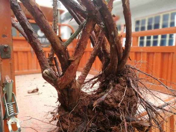 山木香下山桩怎么栽培 如何容易发芽成活