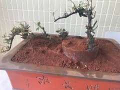 养活云南清香木下山桩的3个注意事项 图片