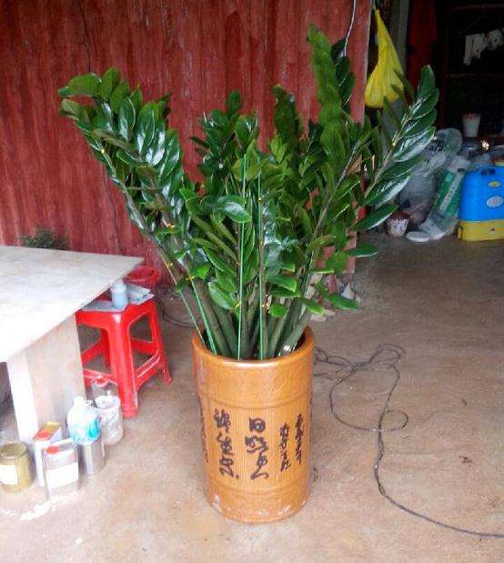 泰竹盆景种植技术