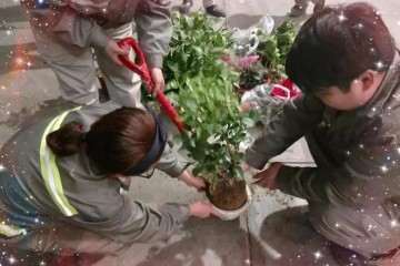 郑州PDC组织了一场以春为主题的盆景种植活动