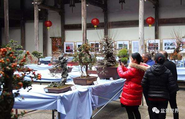 台州第十三届盆景艺术展在九峰公园隆重举行