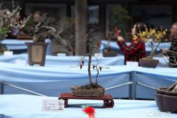 台州第十三届盆景艺术展在九峰公园隆重举行